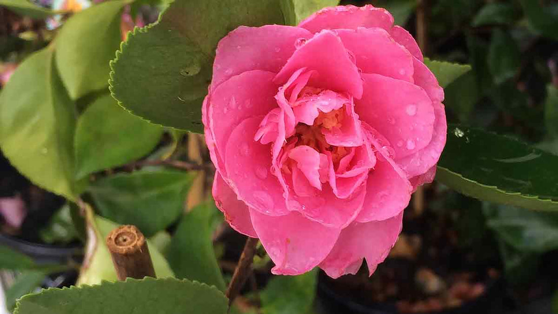 Sasanqua Camellia Marge Miller (Camellia sasanqua) - Ladybird Nursery