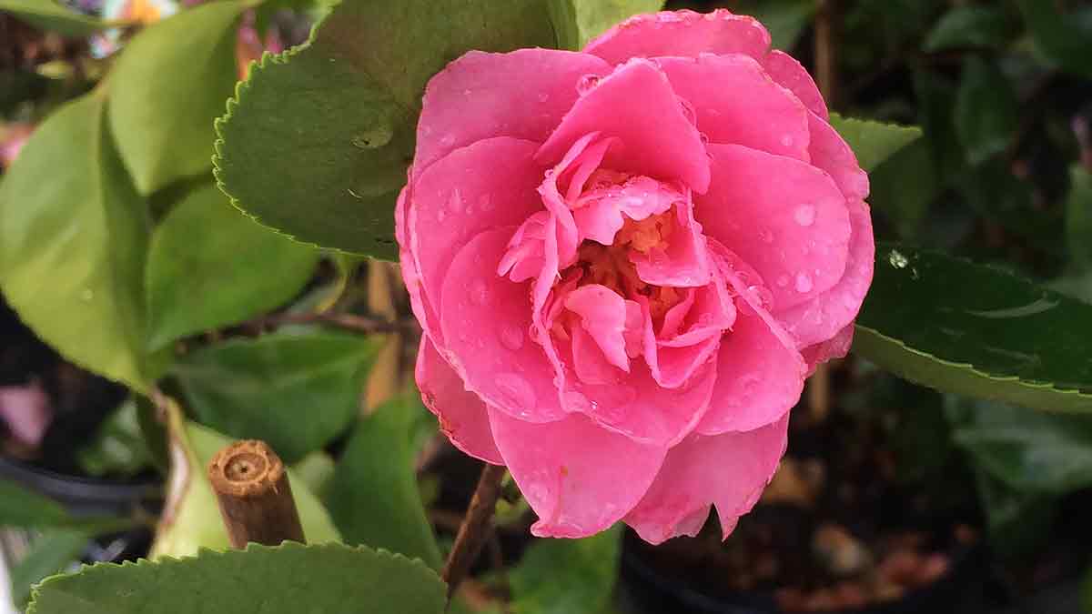 Sasanqua Camellia Marge Miller (Camellia sasanqua) - Ladybird Nursery