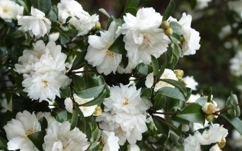 Sasanqua Camellia Mine No Yuki (Camellia sasanqua) - Ladybird Nursery
