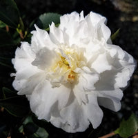 Sasanqua Camellia Mine No Yuki (Camellia sasanqua)