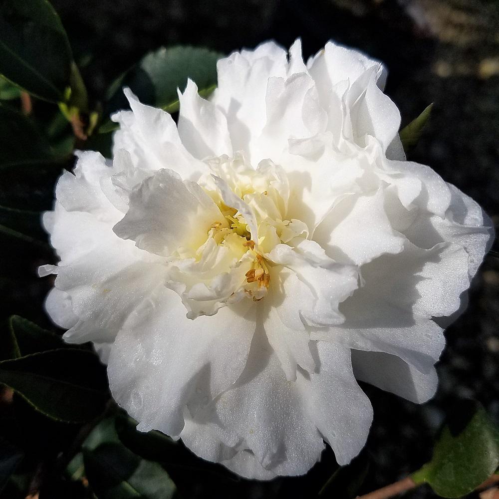 Sasanqua Camellia Mine No Yuki (Camellia sasanqua) - Ladybird Nursery