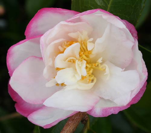 Sasanqua Camellia Paradise Venessa (Camellia sasanqua) - Ladybird Nursery