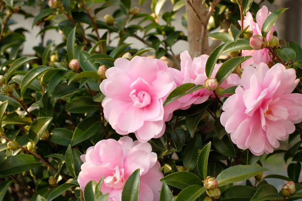 Sasanqua Camellia Paradise Petite (Camellia sasanqua)