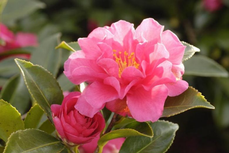 Sasanqua Camellia ShiShi Gashira (Camellia sasanqua) - Ladybird Nursery