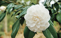 Scented Camellia (Camellia Scentuous)