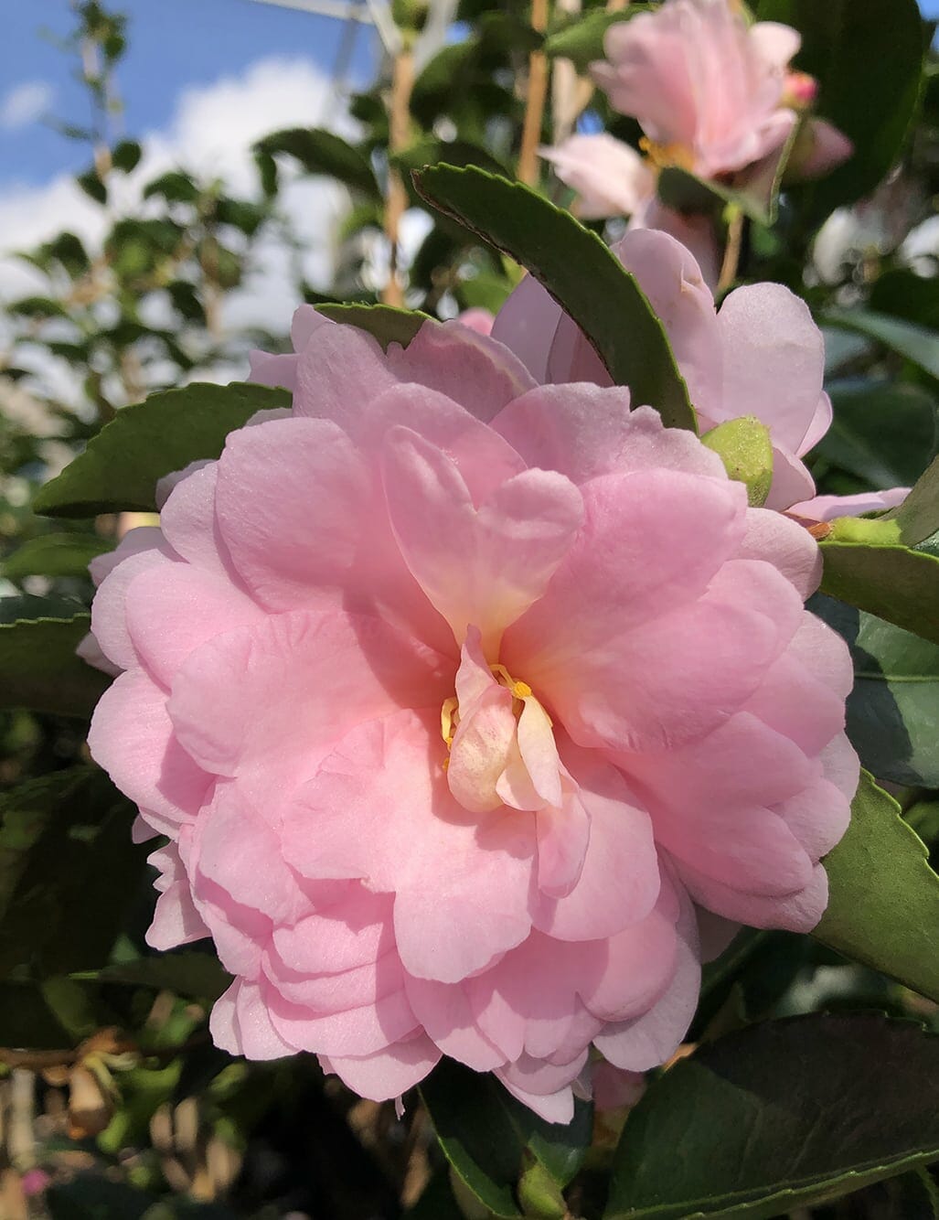 Sasanqua Camellia Shell Pink (Camellia sasanqua)