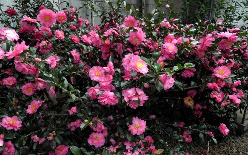 Sasanqua Camellia ShiShi Gashira (Camellia sasanqua) - Ladybird Nursery