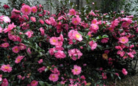 Sasanqua Camellia ShiShi Gashira (Camellia sasanqua) - Ladybird Nursery