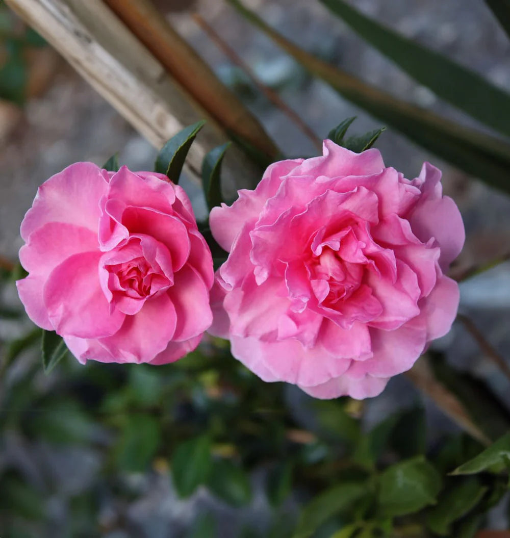 Sasanqua Camellia Lucinda (Camellia sasanqua)