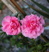 Sasanqua Camellia Lucinda (Camellia sasanqua)
