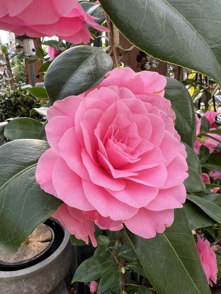 Camellia Betty Ridley (Camellia japonica) - Ladybird Nursery