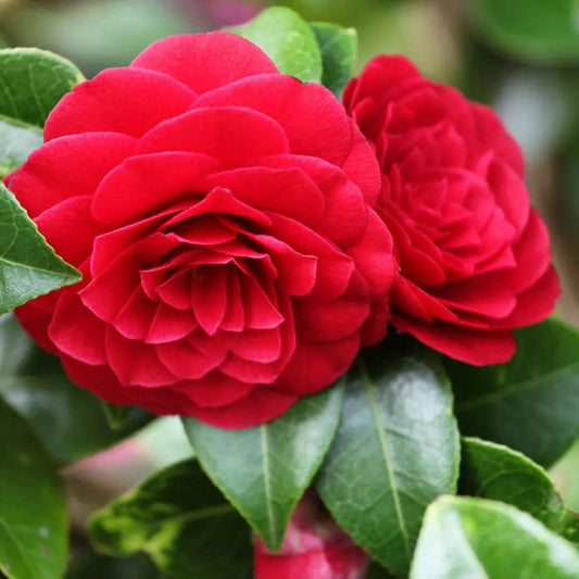 Camellia 'Black Tie' - Medium - Ladybird Nursery