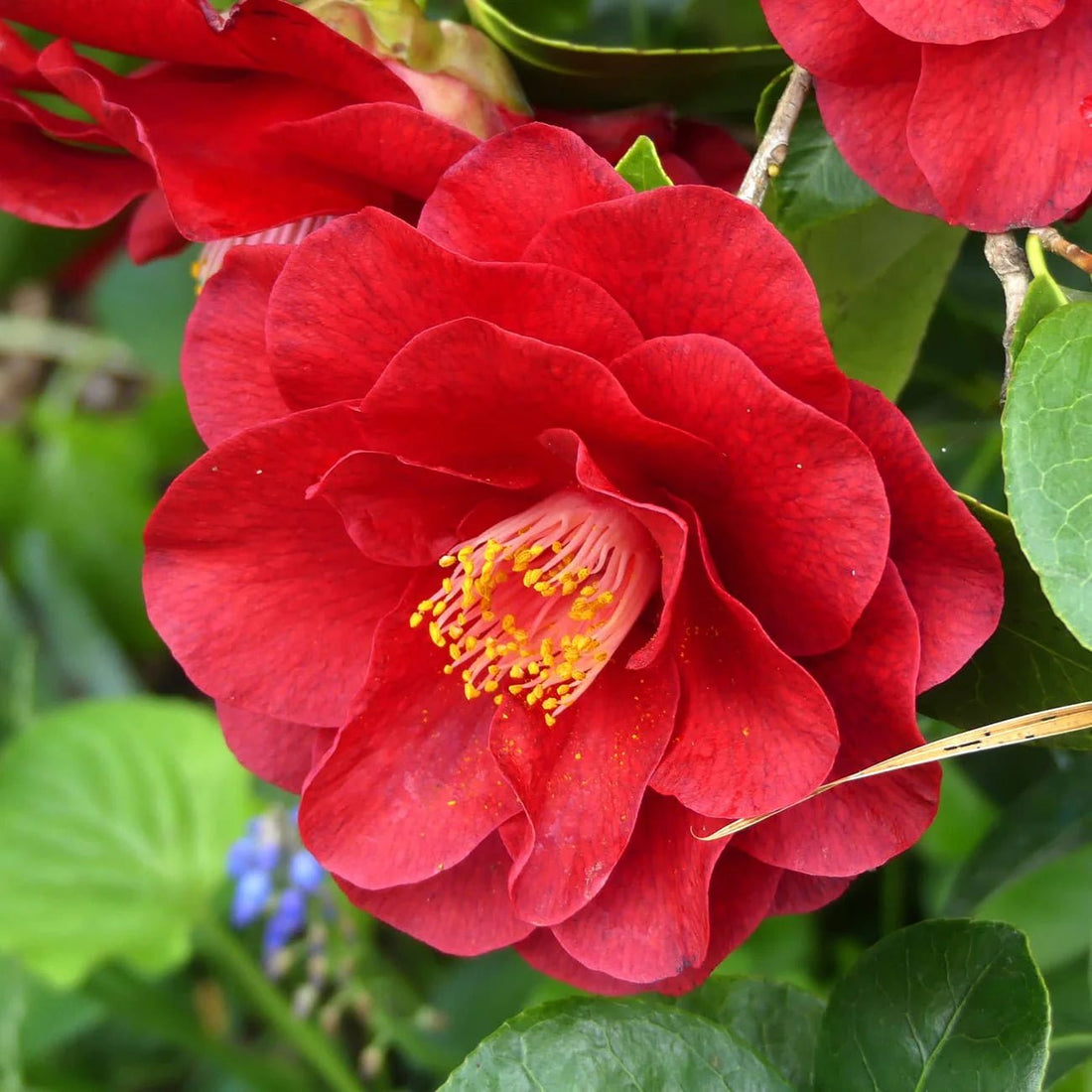 Camellia Bob Hope (Camellia japonica) - Ladybird Nursery