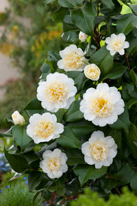 Camellia Brushfields Yellow (Camellia japonica)
