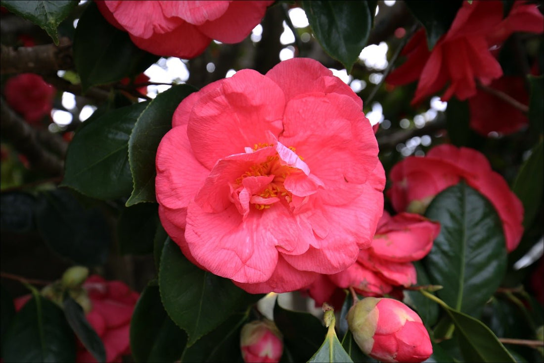 Camellia Drama Girl (Camellia japonica) - Ladybird Nursery