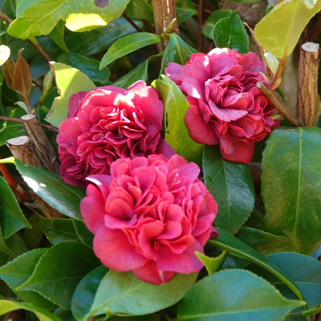 Camellia Little Slam (Camellia japonica) - Ladybird Nursery