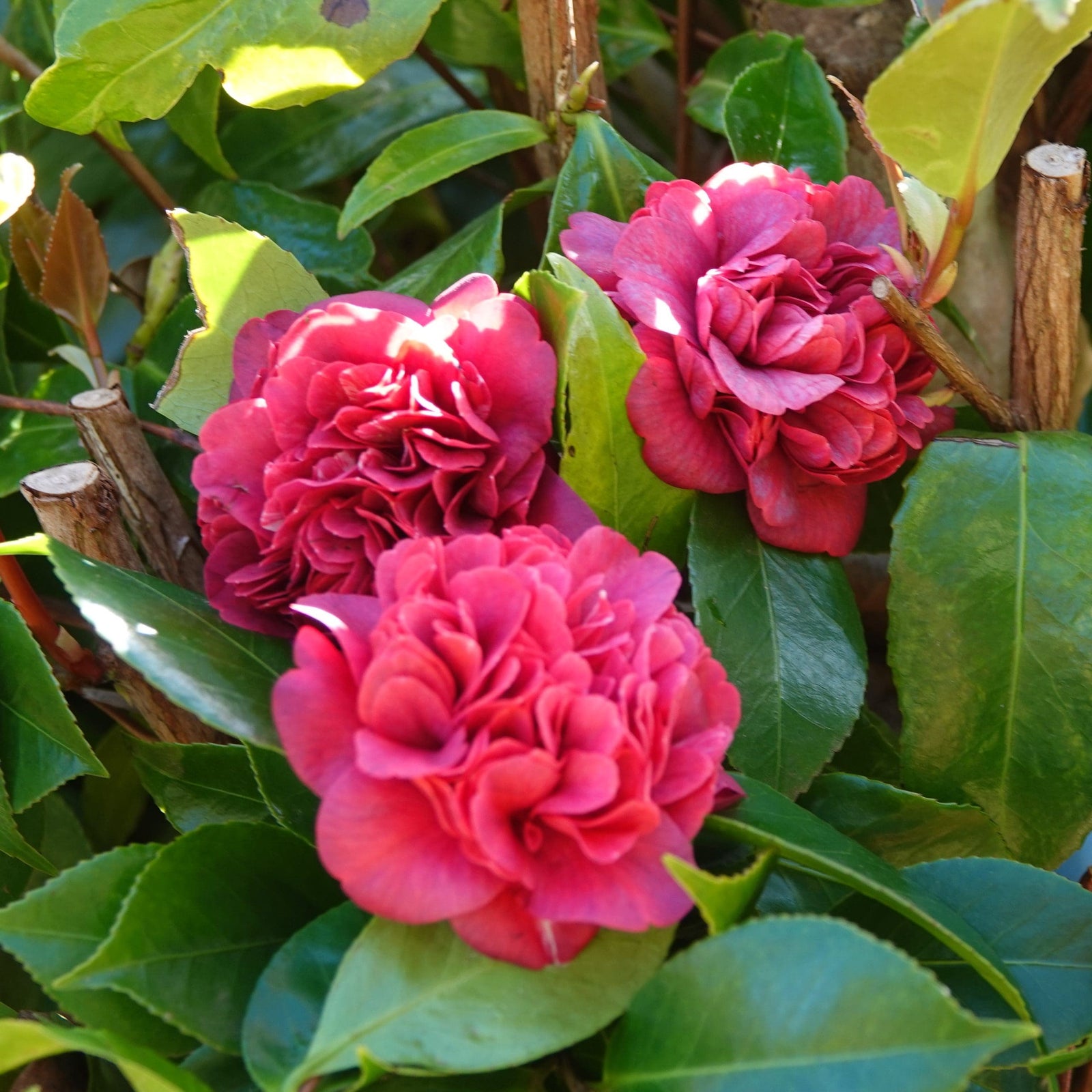 Camellia Little Slam (Camellia japonica) - Ladybird Nursery