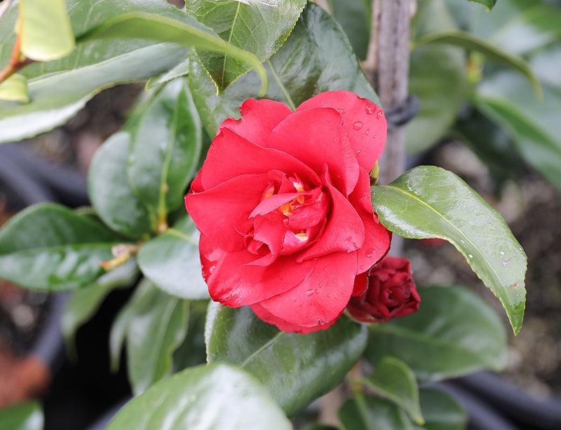Camellia Midnight (Camellia japonica)