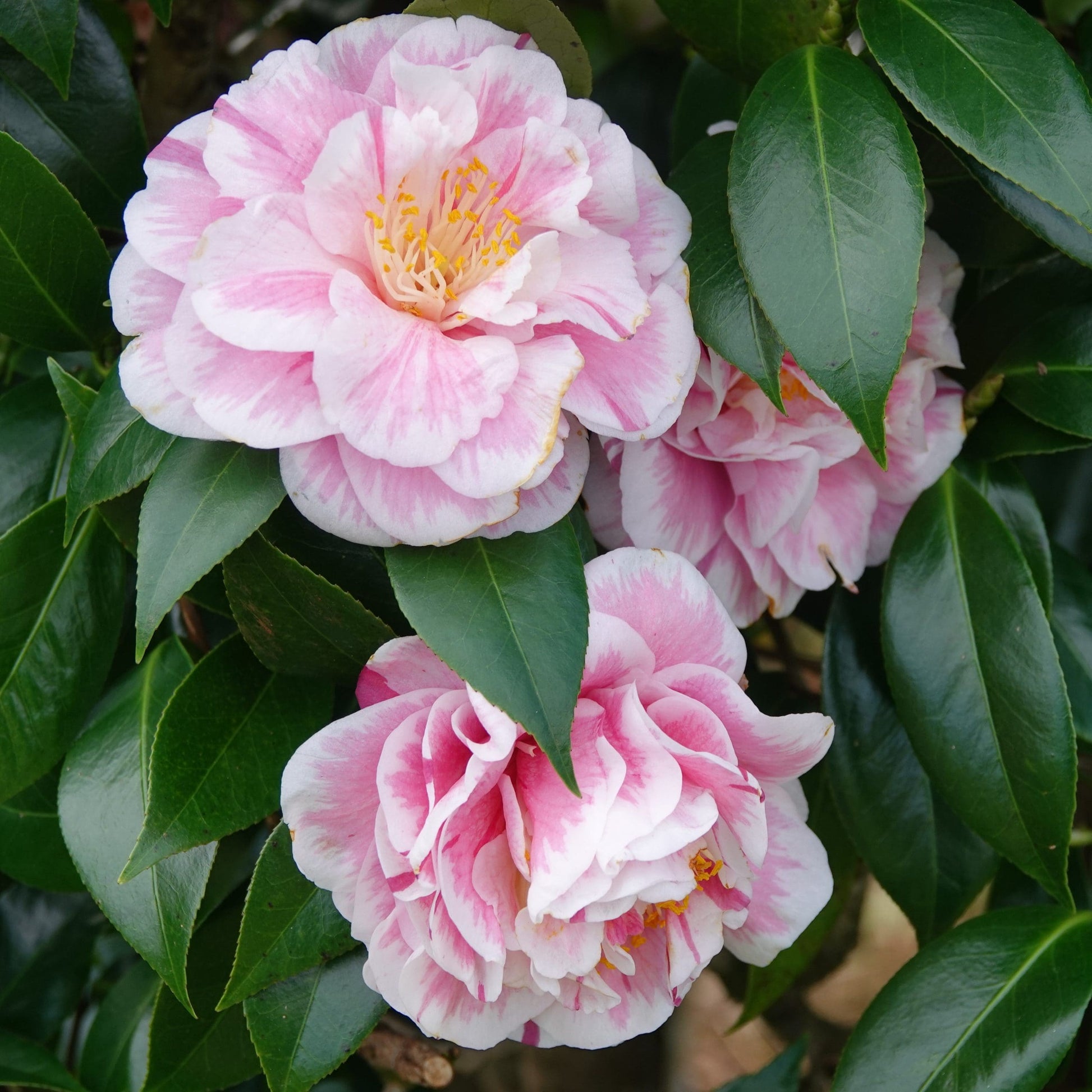 Camellia Tomorrows Dawn (Camellia japonica)
