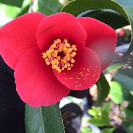 Camellia Unryu Tsubaki (Camellia japonica) - Ladybird Nursery