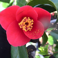 Camellia Unryu Tsubaki (Camellia japonica) - Ladybird Nursery