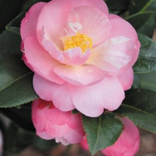 Camellia Contemplation (Camellia)