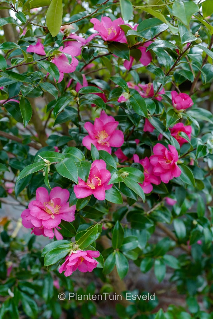 Camellia hiryu (Camellia hiemalis)