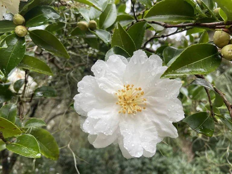 Sasanqua Camellia Mine No Yuki (Camellia sasanqua)