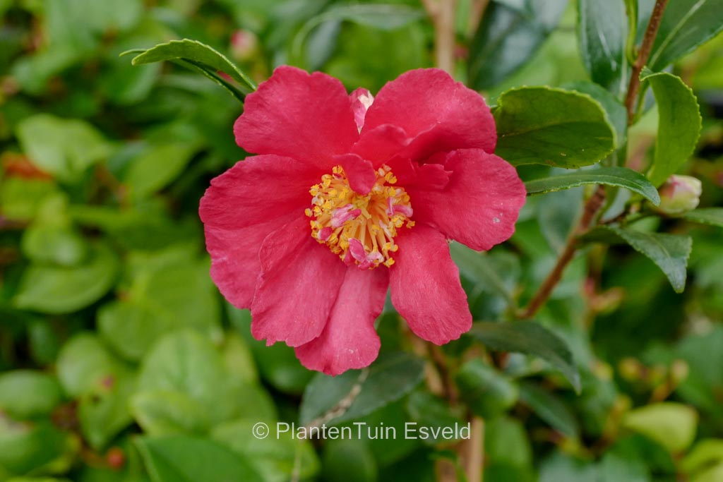 Sasanqua Camellia Paradise Sylvia (Camellia sasanqua)