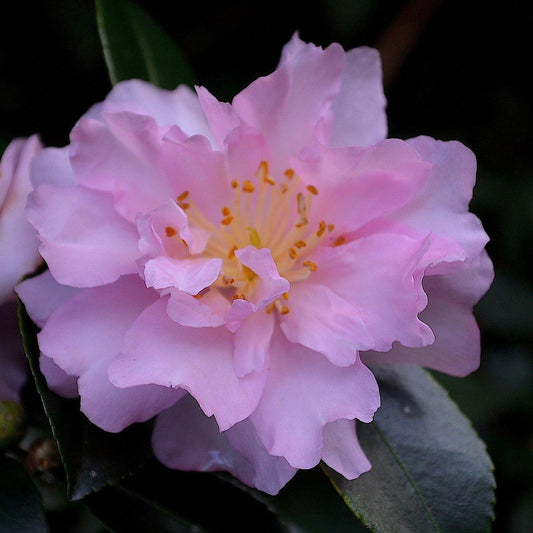 Sasanqua Camellia Snow (Camellia sasanqua)