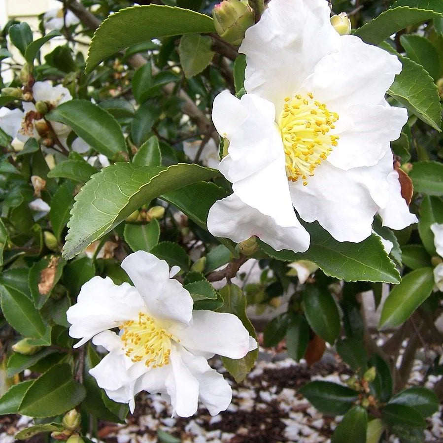 Sasanqua Camellia Setsugekka (Camellia sasanqua)