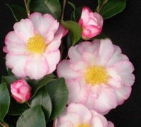 Sasanqua Camellia Something Special (Camellia sasanqua)