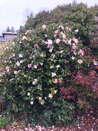 Sasanqua Camellia Apple Blossom (Camellia sasanqua)