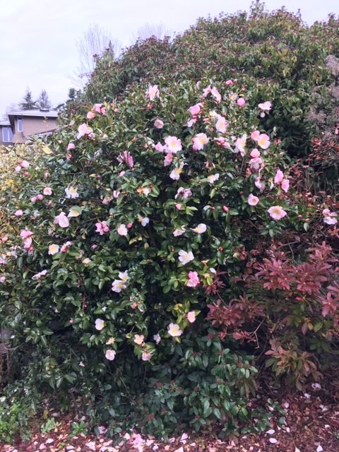 Sasanqua Camellia Apple Blossom (Camellia sasanqua) - Ladybird Nursery