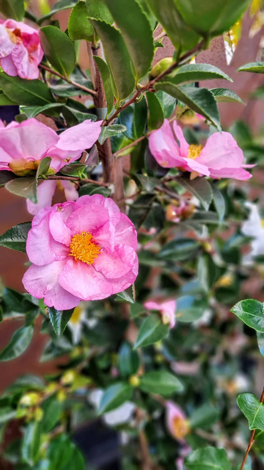 Sasanqua Camellia Paradise Diana (Camellia sasanqua)