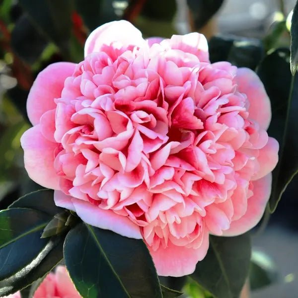Camellia 'Volunteer' - Ladybird Nursery