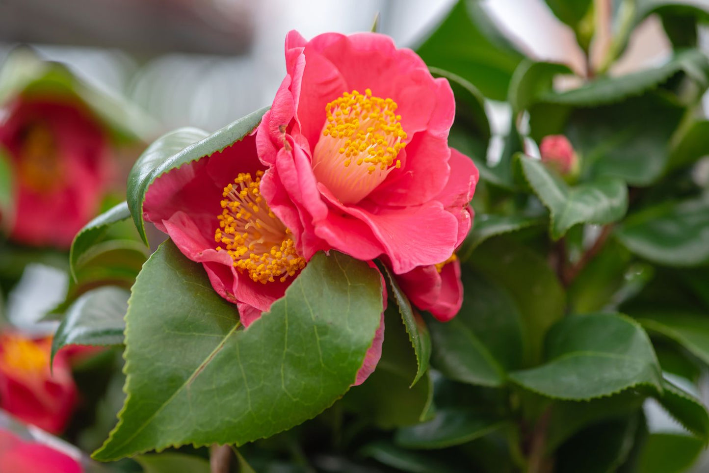 Sasanqua Camellia Narumagata (Camellia sasanqua)