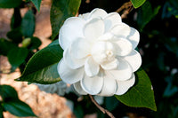 Camellia Pope John XXIII (Camellia japonica)