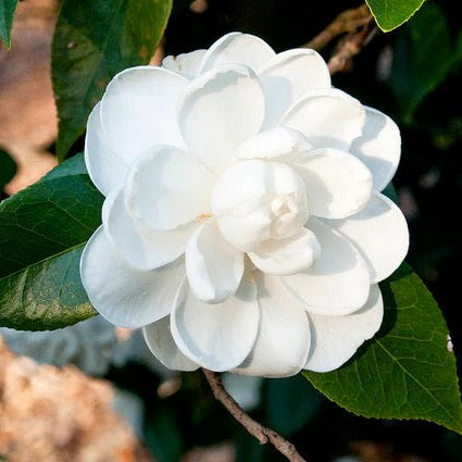 Camellia Pope John XXIII (Camellia japonica) - Ladybird Nursery