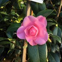 Camellia Betty Ridley (Camellia japonica)