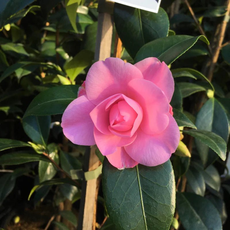 Camellia Betty Ridley (Camellia japonica) - Ladybird Nursery
