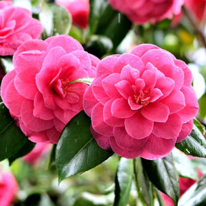 Sasanqua Camellia Chansonette (Camellia sasanqua)