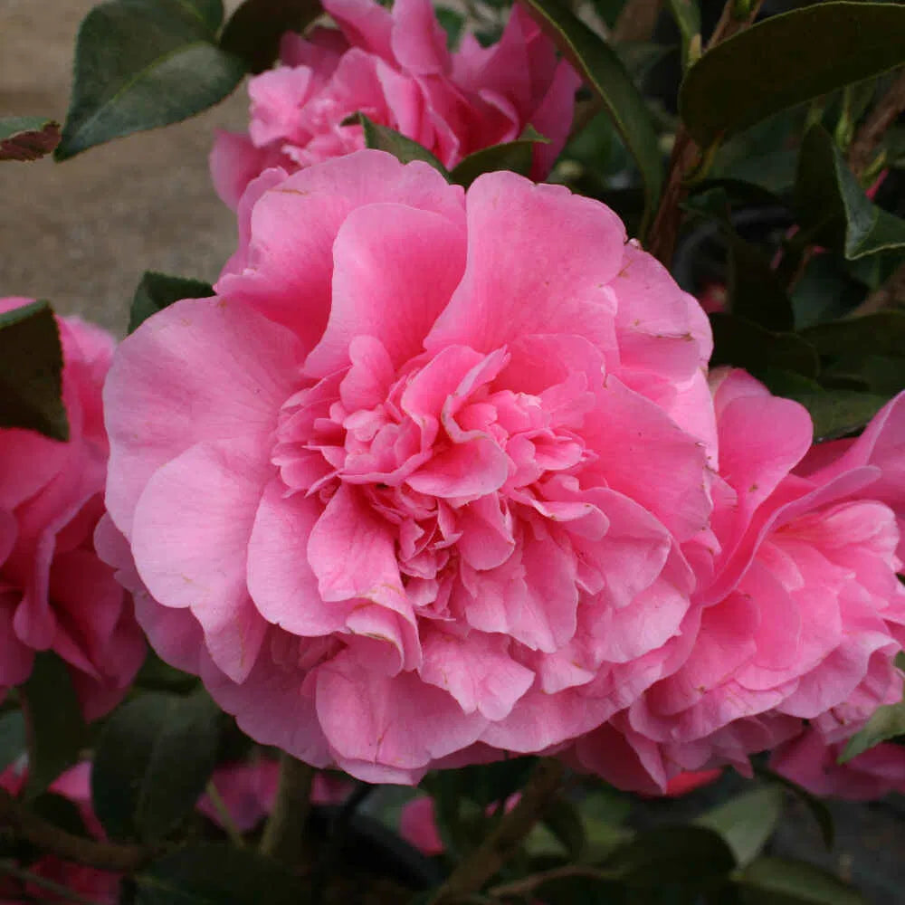 Camellia Debbie (Camellia japonica)