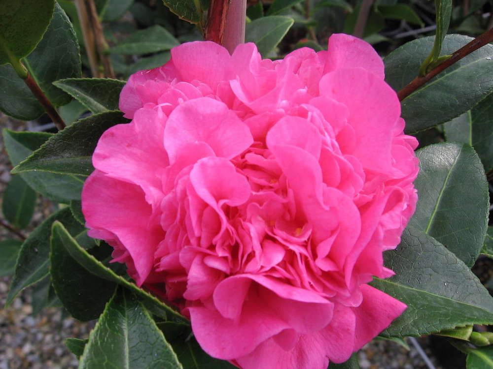 Camellia Debbie (Camellia japonica)