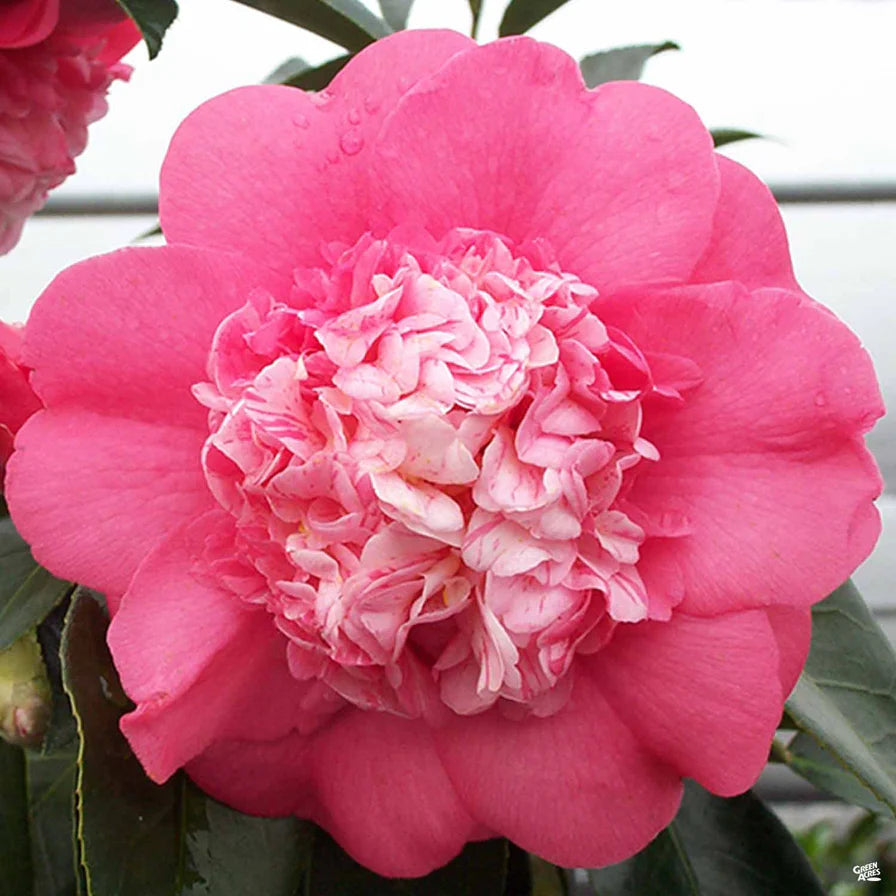 Camellia Elegans (Camellia japonica)