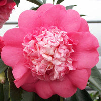 Camellia Elegans (Camellia japonica)