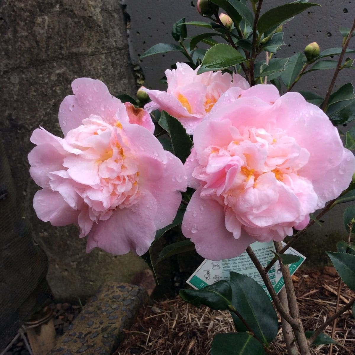 Camellia High Fragrance (Camellia)
