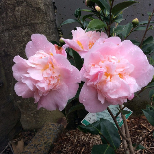 Camellia High Fragrance (Camellia)