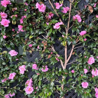 Camellia 'Jennifer Susan' - Ladybird Nursery