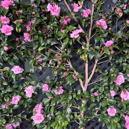 Camellia 'Jennifer Susan' - Ladybird Nursery